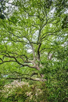 Images Dated 22nd January 2021: Southern Live Oak tree