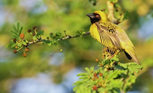Ploceus Velatus Prints: Southern masked weaver male attempting to attract a mate in southern Africa