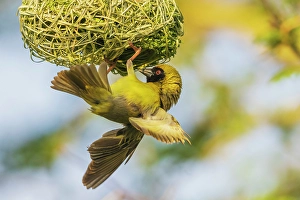 Nest Prints: Southern masked weaver putting finishing touches on nest, southern Africa