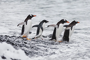 Species Prints: Southern Ocean, Antarctica. One Adelie penguin joins a group of gentoo penguins going out to sea