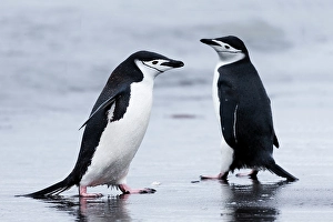 Images Dated 24th June 2024: Southern Ocean, Antarctica, Aitcho Island. Two chinstrap penguins pass on the beach