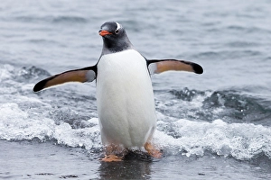 Images Dated 24th June 2024: Southern Ocean, Antarctica, Aitcho Island. Gentoo penguin emerges from the ocean