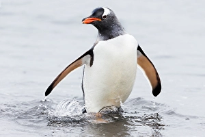 Southern Ocean, Antarctica, Aitcho Island. Gentoo penguin emerges from the ocean