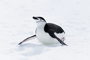 Images Dated 24th June 2024: Southern Ocean, Antarctica. Chinstrap penguin propels itself across the snow