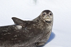 Rest Prints: Southern Ocean, Antarctica. Close-up of a Weddell Seal