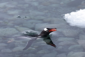 Silky Prints: Southern Ocean, Antarctica, Cuverville Island