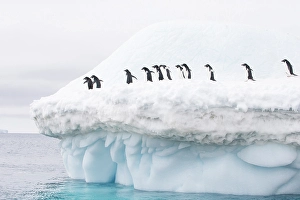 Images Dated 5th February 2024: Southern Ocean, Antarctica. A group of Adelie penguins walk around the edge of an iceberg