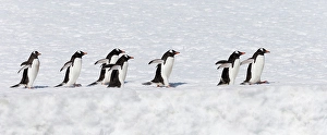Images Dated 24th June 2024: Southern Ocean, Antarctica. A group of gentoo penguins walk in a line at the edge of a snow field