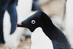 Erect Prints: Southern Ocean, Antarctica. Headshot of an Adelie penguin with its crest raised