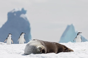 Images Dated 24th June 2024: Southern Ocean, Antarctica, Hydrurga Rocks