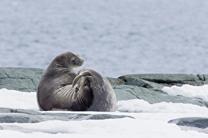 Images Dated 24th June 2024: Southern Ocean, Antarctica, Hydrurga Rocks