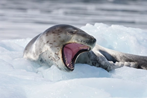 Fierce Prints: Southern Ocean, Antarctica. A leopard seal