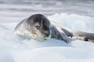 Fierce Prints: Southern Ocean, Antarctica. A leopard seal, rests on a small iceberg