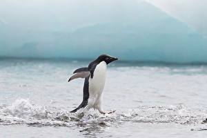 Images Dated 24th June 2024: Southern Ocean, Antarctica, Northeast Peninsula