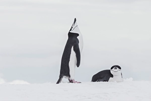 Images Dated 24th June 2024: Southern Ocean, Antarctica, Northwest Peninsula. Chinstrap penguin displays over its mate