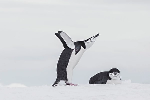 Images Dated 24th June 2024: Southern Ocean, Antarctica, Northwest Peninsula. Chinstrap penguin displays over its mate