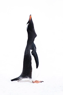 Images Dated 24th June 2024: Southern Ocean, Antarctica. Portrait of a gentoo penguin throwing its head back in display