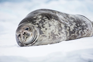 Seal Prints: Southern Ocean, Antarctica. Portrait of a Weddell seal