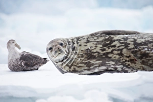 Watchful Prints: Southern Ocean, Antarctica. Portrait of a Weddell seal next to a southern giant petrel