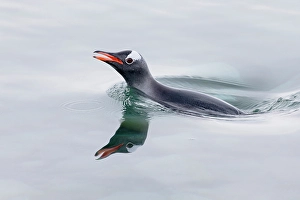 Images Dated 24th June 2024: Southern Ocean, Antarctica. A single gentoo penguin pops its head above the silky smooth water