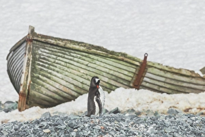 Preening Prints: Southern Ocean, Antarctica, South Shetland Islands