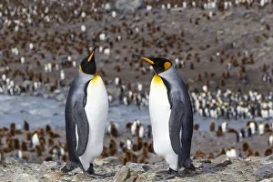 Images Dated 12th October 2021: Southern Ocean, South Georgia. Two adult penguins stand overlooking the colony with fewer