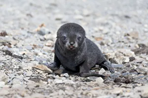 Animal Prints: Southern Ocean, South Georgia, Antarctic fur seal. Portrait of a very young fur seal pup