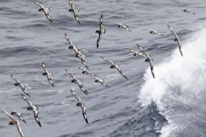 South Georgia Prints: Southern Ocean, South Georgia, cape petrel or pintado, Daption capense