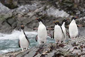 Images Dated 12th October 2021: Southern Ocean, South Georgia, Cooper Bay, macaroni penguin