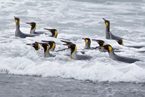 Images Dated 12th October 2021: Southern Ocean, South Georgia. A group of king penguins bathe in the surf