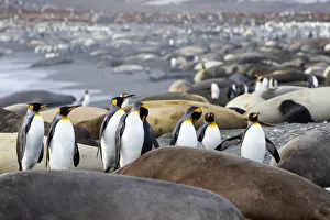 Seal Prints: Southern Ocean, South Georgia. A group of king penguins find their way through