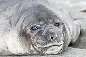 Animal Prints: Southern Ocean, South Georgia. Headshot of an elephant seal weaner