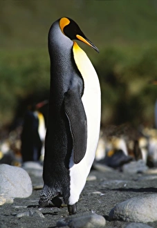 Southern Ocean, South Georgia Island. A King Penguin (Aptenodytes patagonicus) strutting