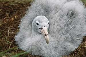 Southern Ocean, South Georgia Island. Close-up of a chick of the Southern Giant Petrel