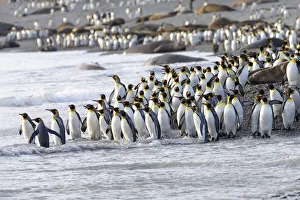 Images Dated 14th November 2013: Southern Ocean, South Georgia, king penguin, Aptenodytes patagonicus A group of king