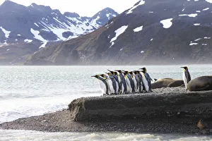 Images Dated 14th November 2013: Southern Ocean, South Georgia, king penguin, Aptenodytes patagonicus A group of king
