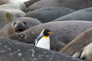 Seal Prints: Southern Ocean, South Georgia. A king penguin finds its way through the elephant seals