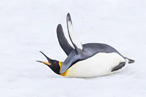 Lying Prints: Southern Ocean, South Georgia. A king penguin flaps its flippers