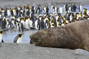 Seal Prints: Southern Ocean, South Georgia. A large elephant seal bull lies in the midst of many