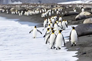 Seal Prints: Southern Ocean, South Georgia. A large group of king penguins walk at the edge of