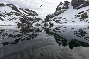 Tern Prints: Southern Ocean, South Georgia, Larsen Harbor. This is a harbor off the Drygalski Fjord