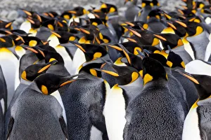 Busy Prints: Southern Ocean, South Georgia. Picture of a group of king penguins