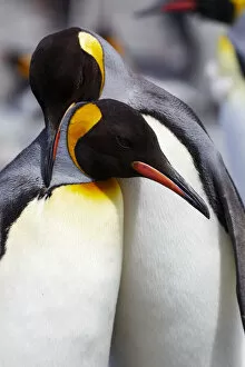 Antarctica Gallery: Southern Ocean, South Georgia. Portrait of two adults exhibiting courting behavior