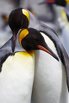Antarctica Prints: Southern Ocean, South Georgia. Portrait of two adults exhibiting courting behavior
