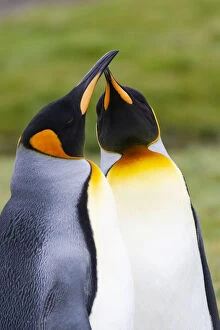 Antarctica Collection: Southern Ocean, South Georgia. Portrait of two courting king penguins