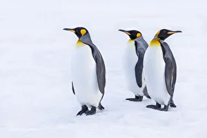 South Georgia Prints: Southern Ocean, South Georgia. Portrait of king penguins in the snow