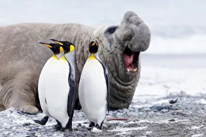 Images Dated 10th October 2012: Southern Ocean, South Georgia, Salisbury Plain, king penguin, southern elephant seal