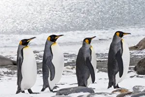 Images Dated 10th October 2012: Southern Ocean, South Georgia, Salisbury Plain. Four adult king penguins line up in a row