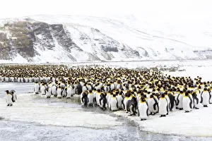 Images Dated 9th October 2012: Southern Ocean, South Georgia, Salisbury Plain. Non breeding adults congregate on the icy