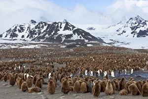 Images Dated 12th October 2012: Southern Ocean, South Georgia, Salisbury Plain. View of the colony at Salisbury Plain